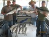 (05/10/2014) - Nice Striped Bass